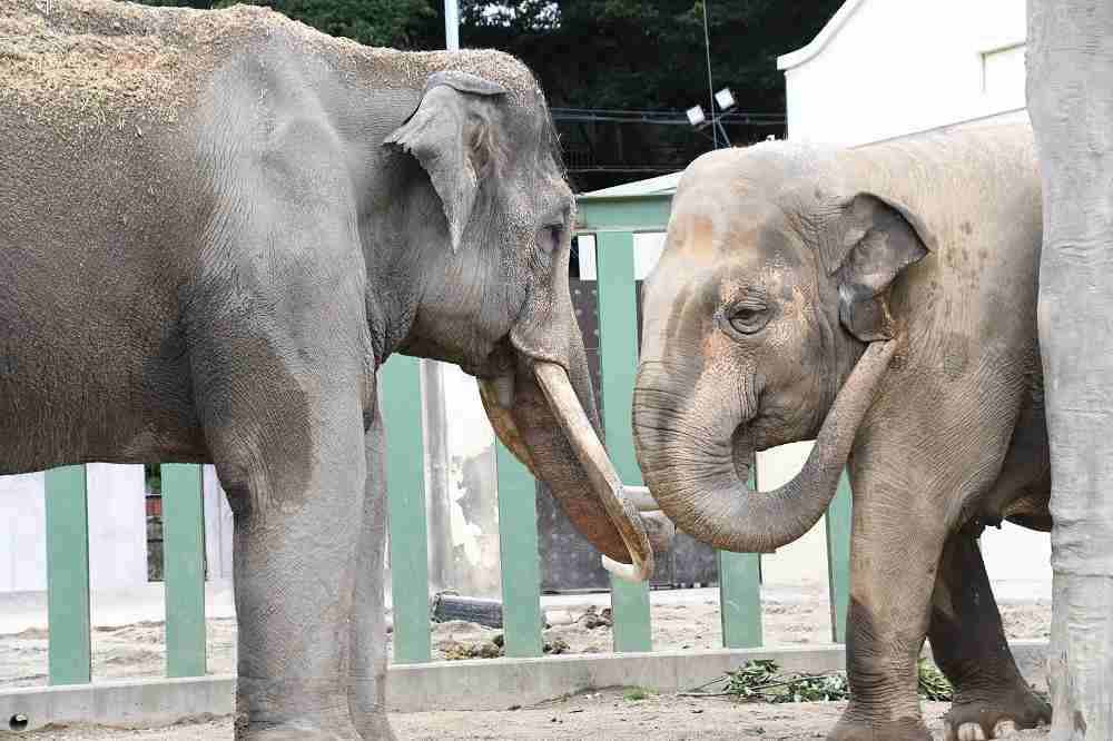 神戸・王子動物園のゾウ「マック」死ぬ 阪神・淡路大震災直後に来園 園のシンボル的存在 1日は休園