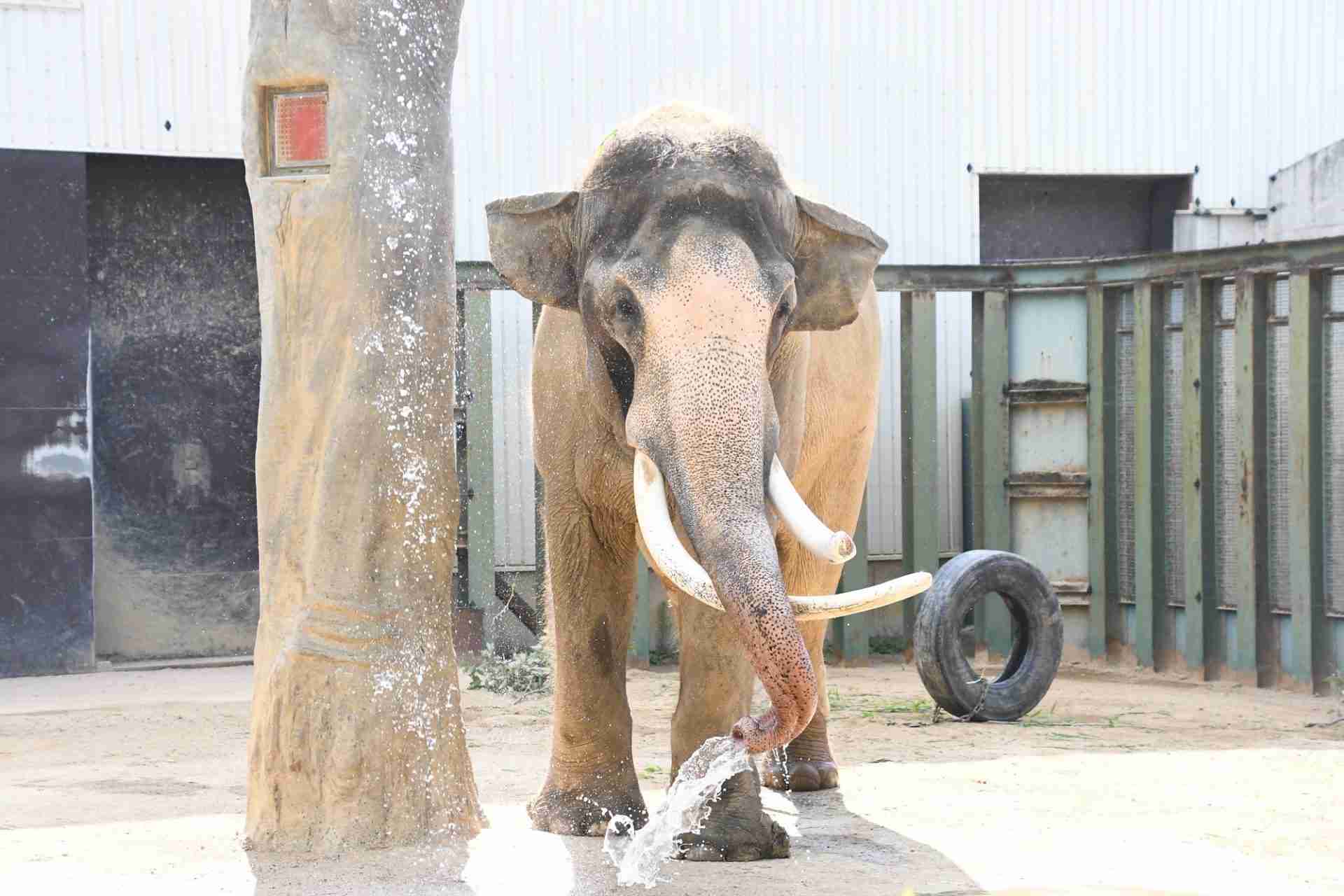 神戸・王子動物園のゾウ「マック」死ぬ 阪神・淡路大震災直後に来園 園のシンボル的存在 1日は休園 | ラジトピ ラジオ関西トピックス