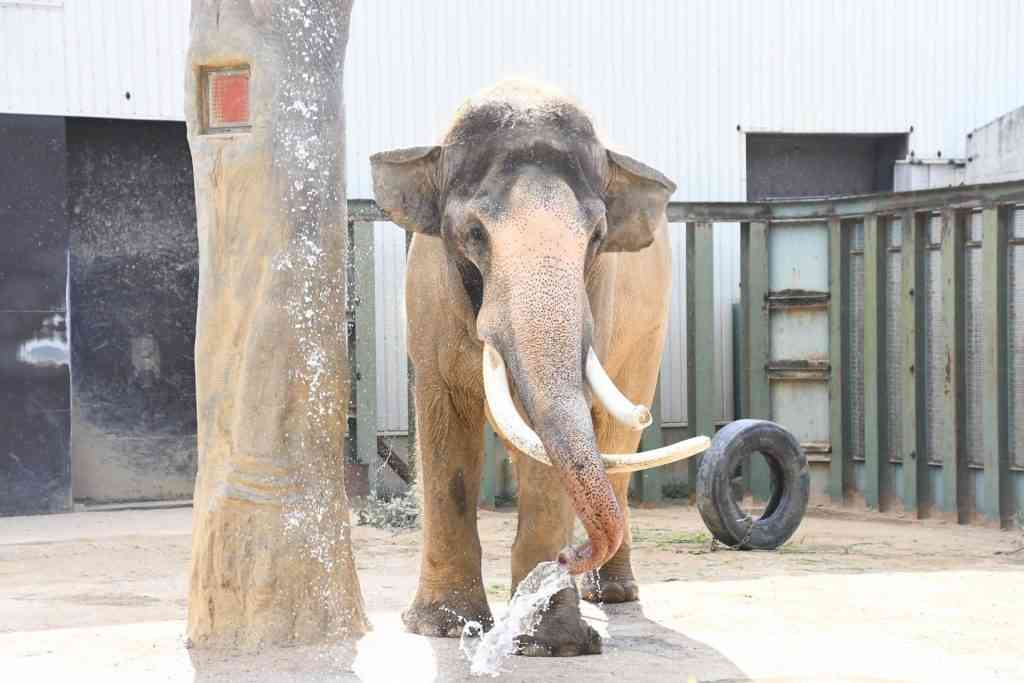 神戸・王子動物園のゾウ「マック」死ぬ 阪神・淡路大震災直後に来園 園のシンボル的存在 1日は休園
