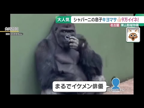 東山動植物園のイケメンゴリラ・シャバーニの息子も大人気　13歳「キヨマサ」のかっこいい仕草とは？ (26/04/28 15:14)