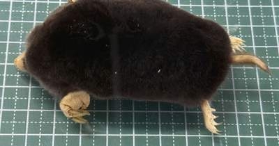 幻のモグラ、もっといるかも　世界遺産白神山地で初確認 | NEWSjp