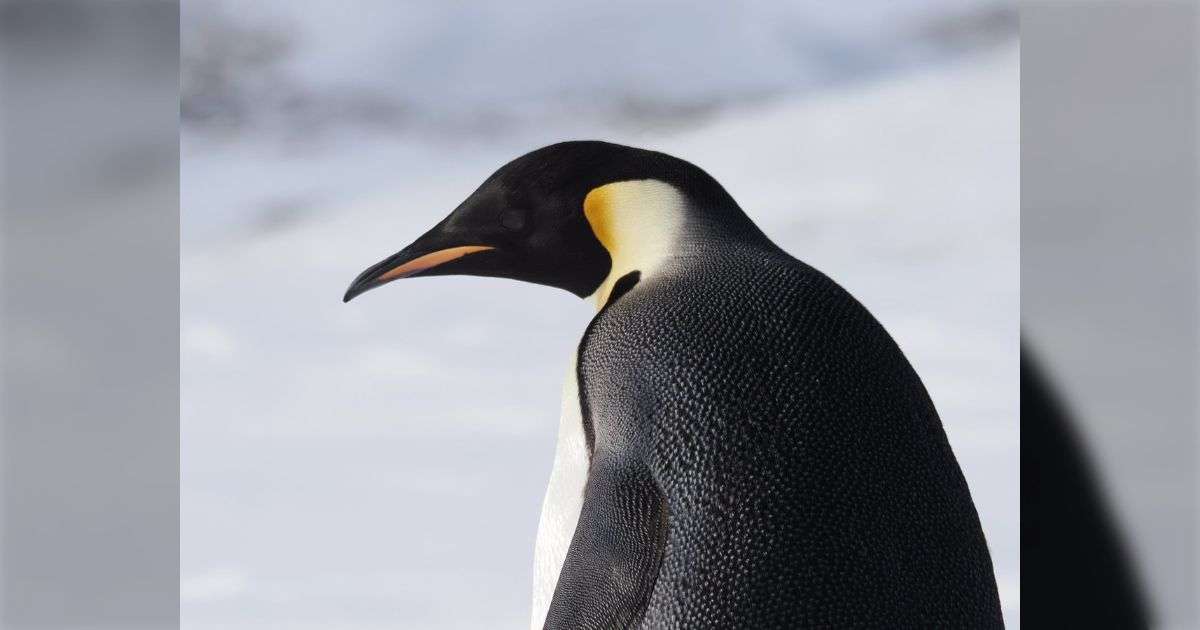「本日、昭和基地はコウテイペンギンさんの表敬訪問を受けました」珍しいお客様を隊員たちがずらりと並んでお出迎え「やっぱり近くで見るとデカい＆カッコいい」 - Togetter